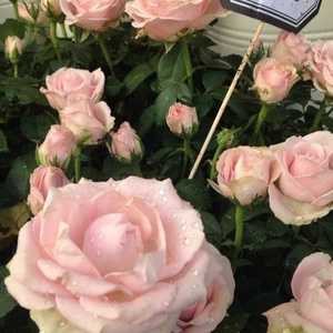 小樱被鸣人❌无码视频
