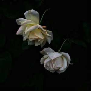 小樱被鸣人❌无码视频
